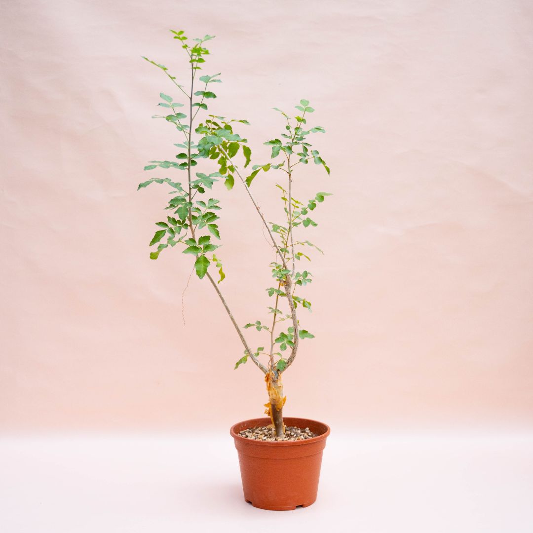 Bursera fagaroides Ø 18 cm