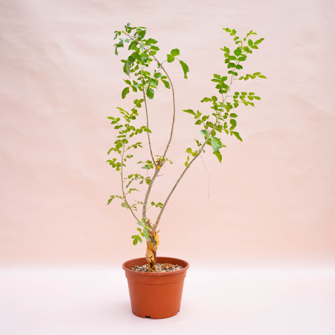 Bursera fagaroides Ø 18 cm