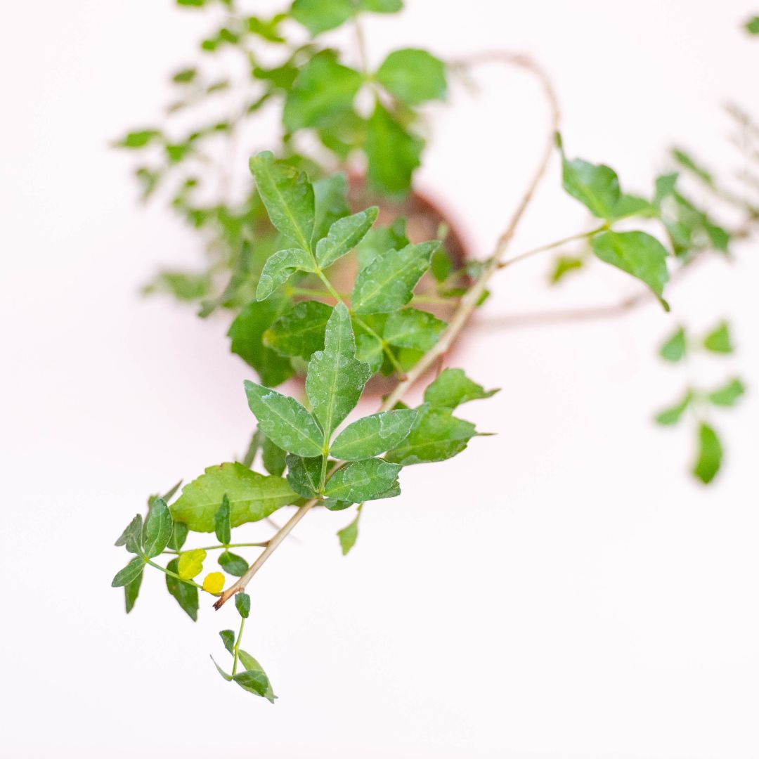 Bursera fagaroides Ø 18 cm