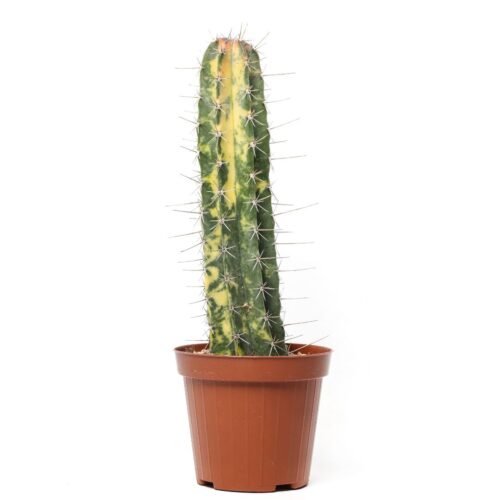 Cereus azureus stellatus Ø 12 cm