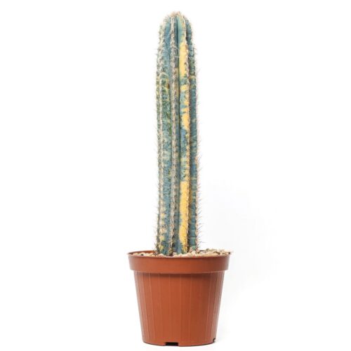 Cereus azureus variegato Ø 12 cm