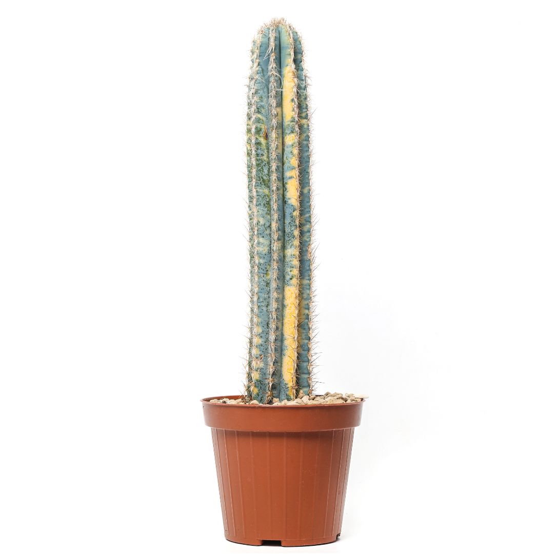 Cereus azureus variegato Ø 12 cm