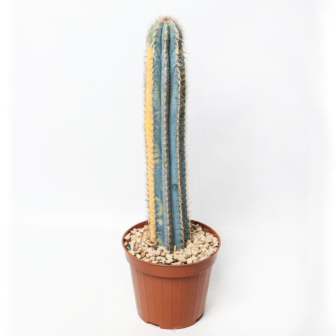 Cereus azureus variegato Ø 12 cm