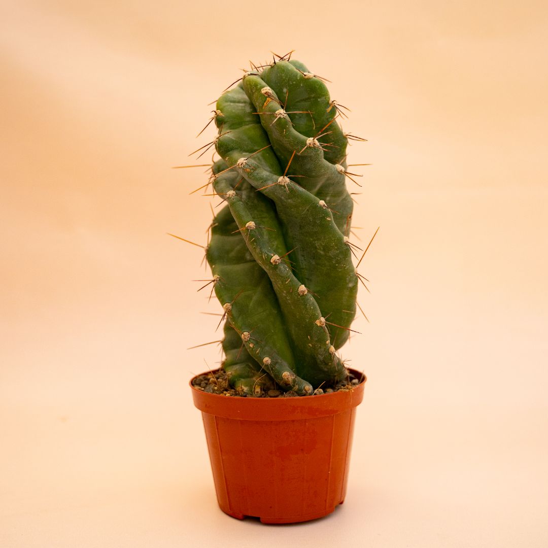 Cereus forbesii spiralis vaso Ø 12 cm cod. 655F
