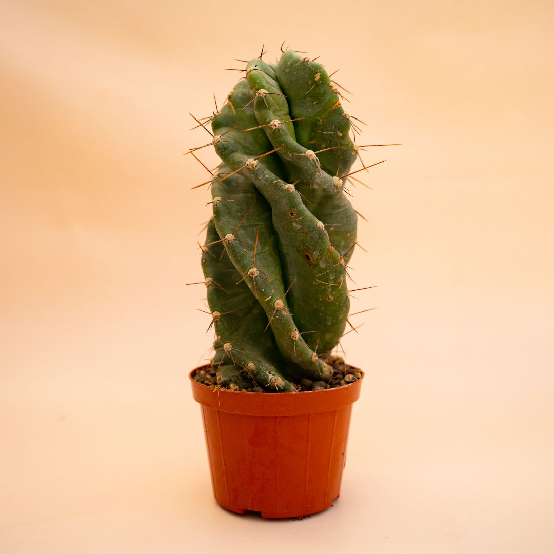 Cereus forbesii spiralis vaso Ø 12 cm cod. 655F