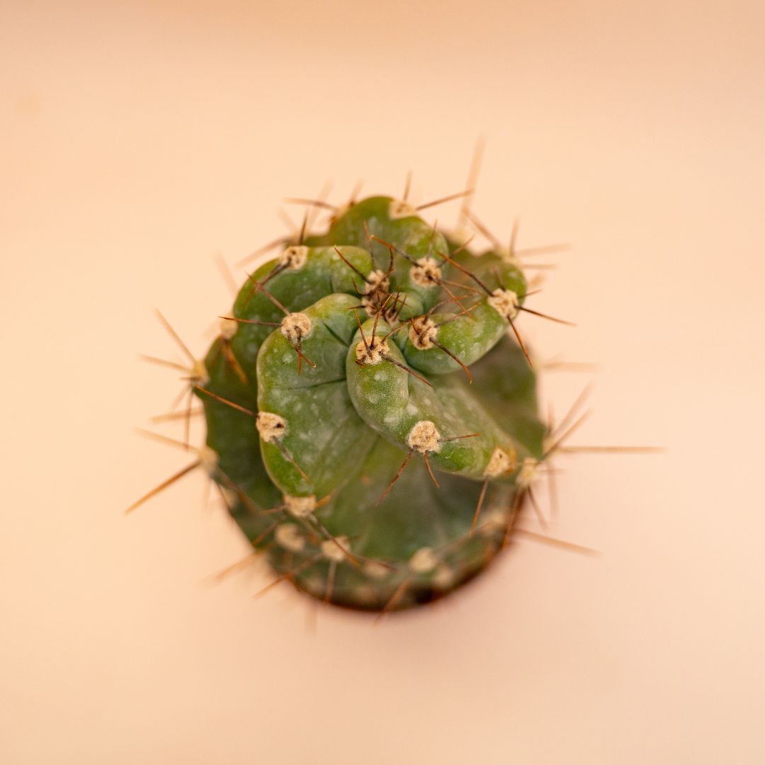Cereus forbesii spiralis vaso Ø 12 cm cod. 655F