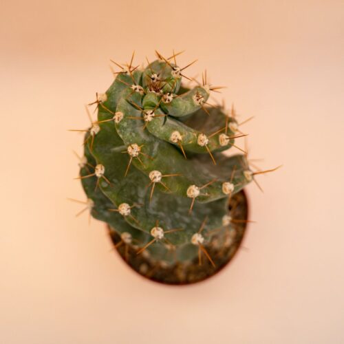 Cereus forbesii spiralis Ø 12 cm 656F