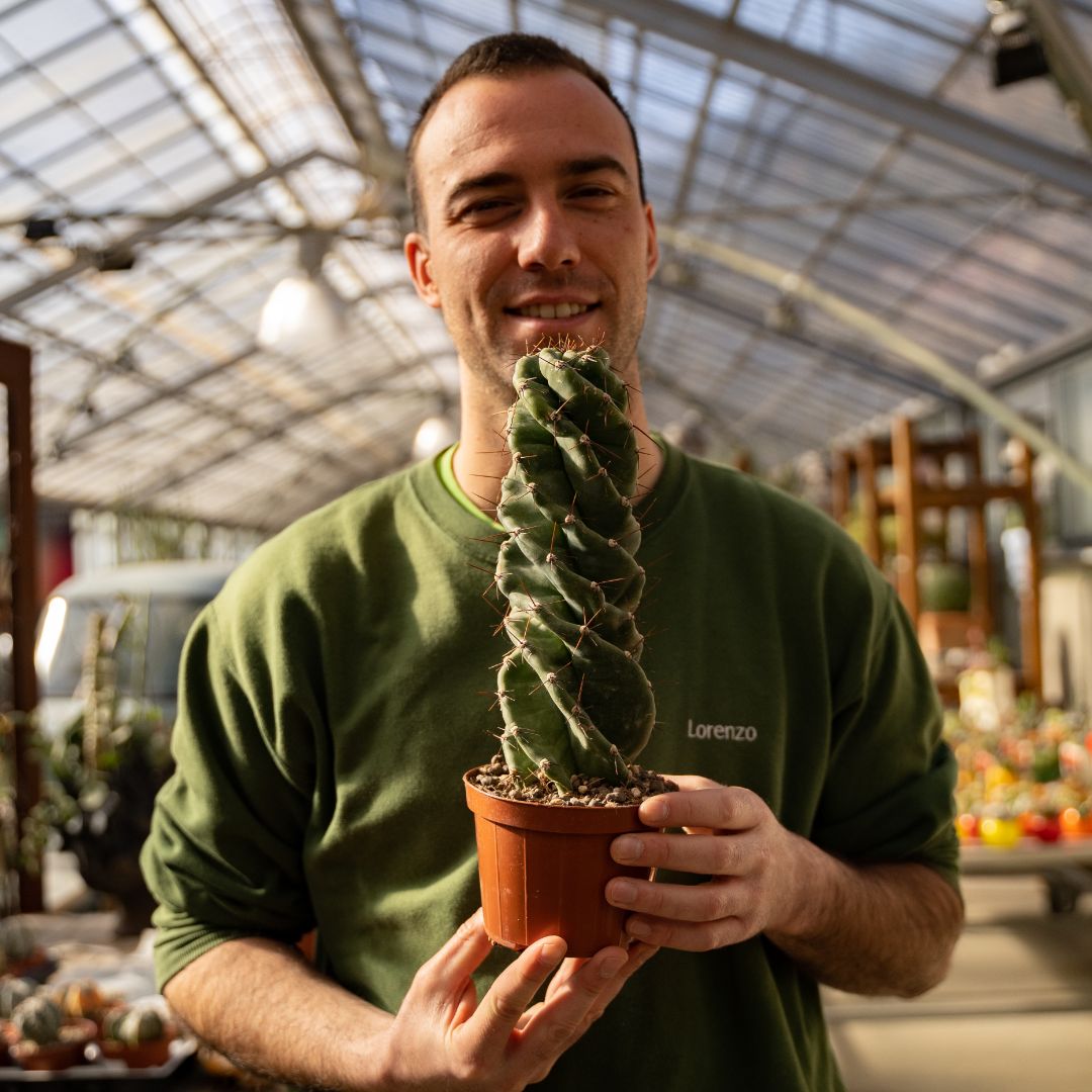 Cereus forbesii spiralis Ø 12 cm 656F
