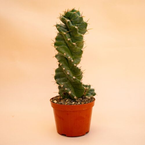 Cereus forbesii spiralis Ø 12 cm 657F