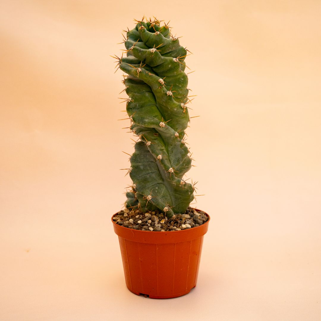 Cereus forbesii spiralis Ø 12 cm 657F