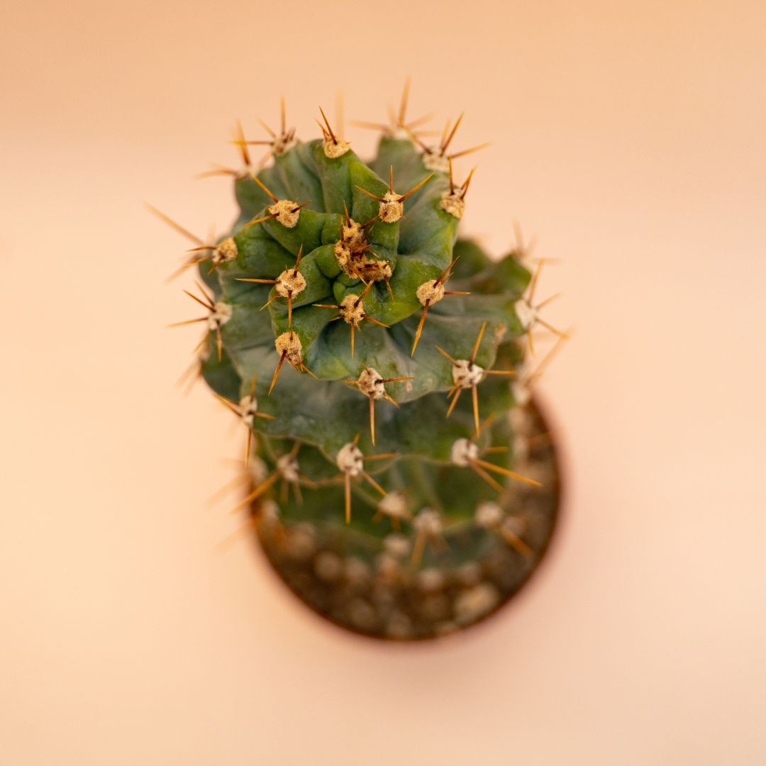 Cereus forbesii spiralis Ø 12 cm 657F