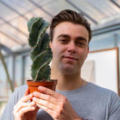 Cereus forbesii spiralis Ø 12 cm 733F