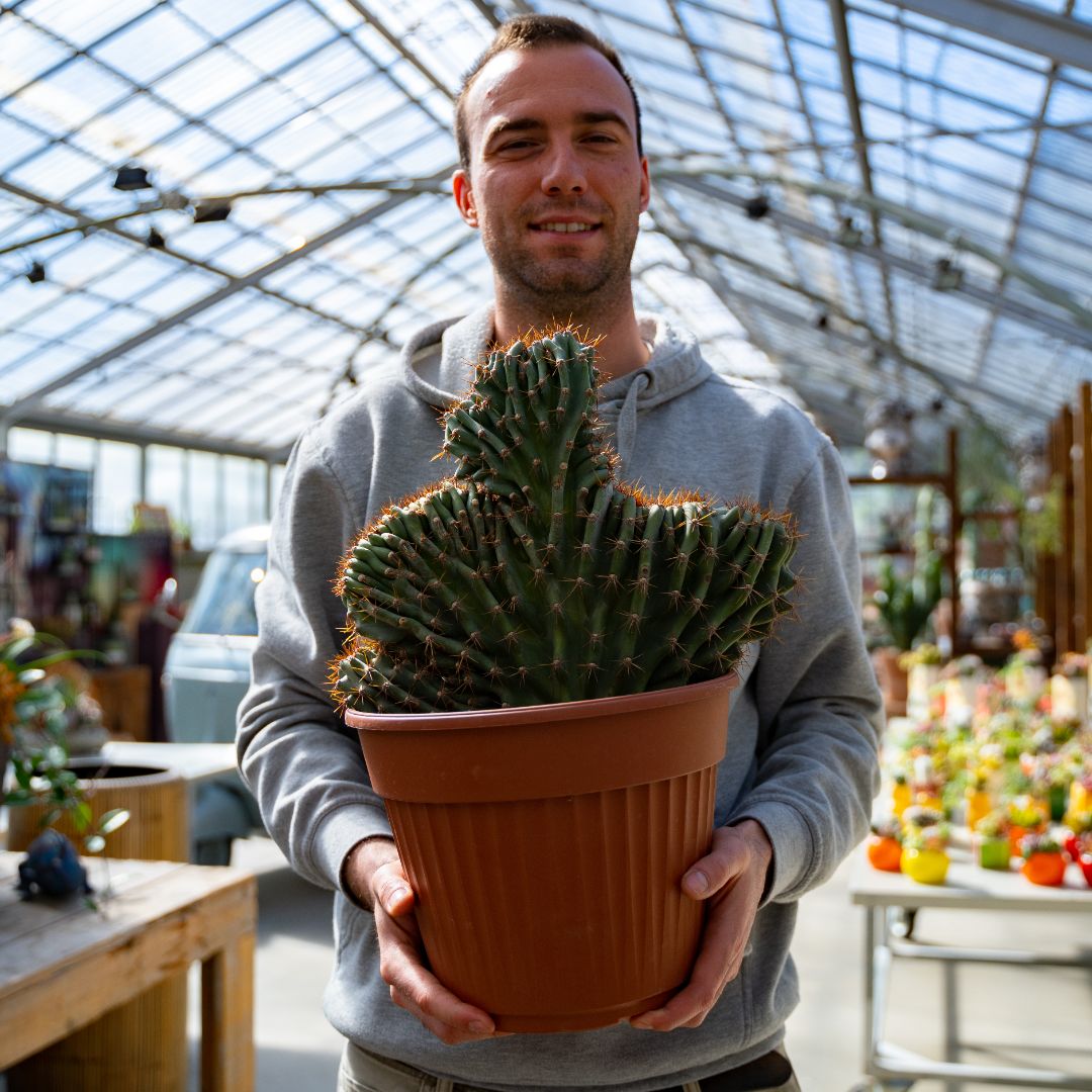 Cereus jamacaru crestato Ø 25 cm 703F