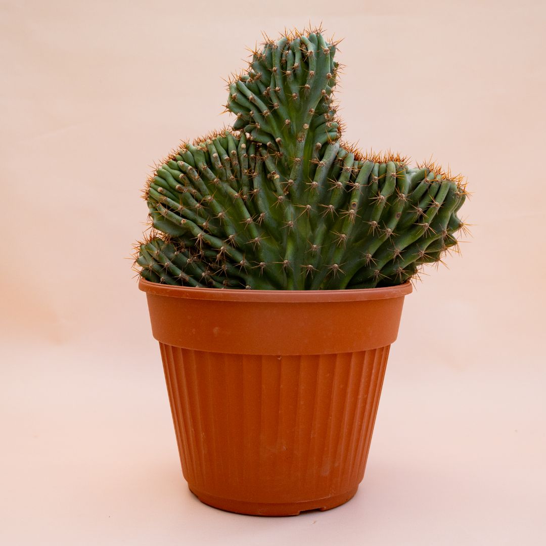 Cereus jamacaru crestato Ø 25 cm 703F
