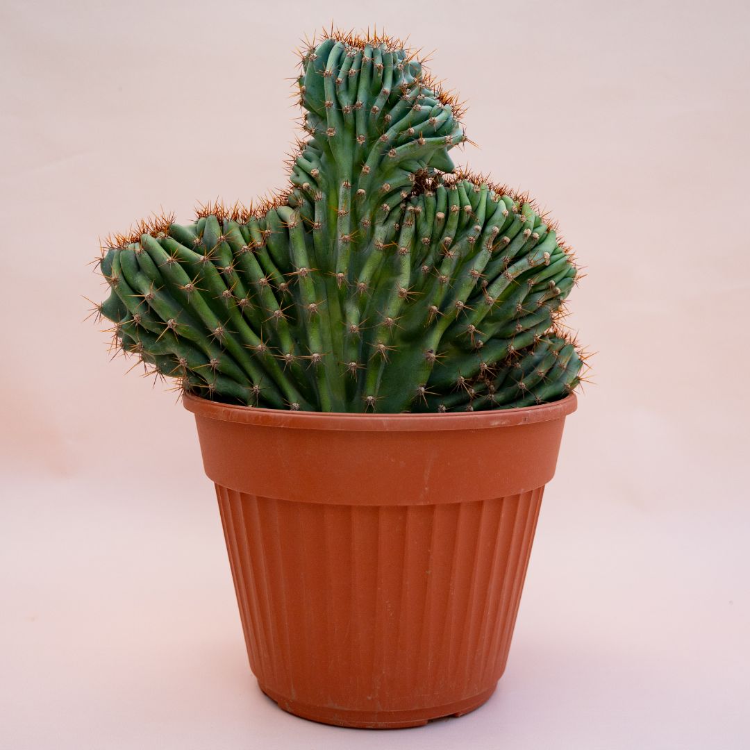 Cereus jamacaru crestato Ø 25 cm 703F