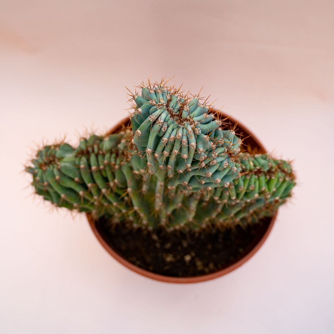Cereus jamacaru crestato Ø 25 cm 703F