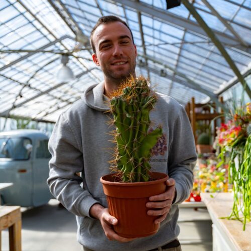 Cereus jamacaru mostruoso Ø 22 cm 701F