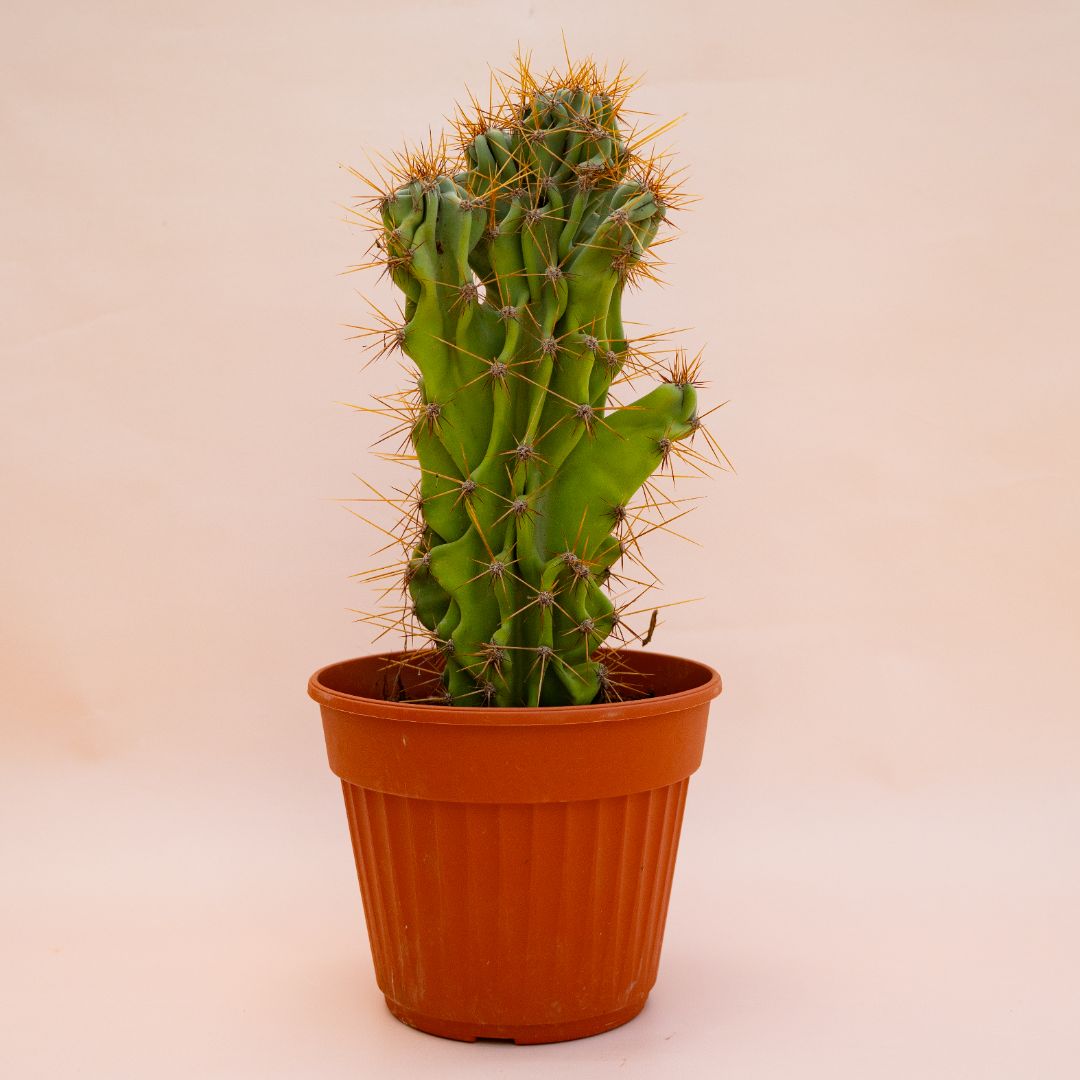 Cereus jamacaru mostruoso Ø 22 cm 701F