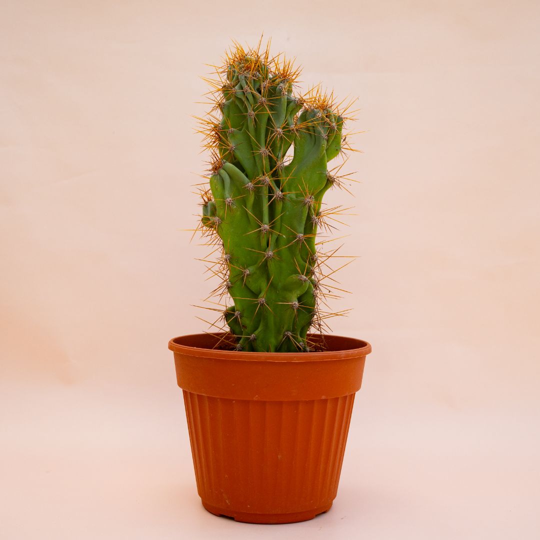 Cereus jamacaru mostruoso Ø 22 cm 701F