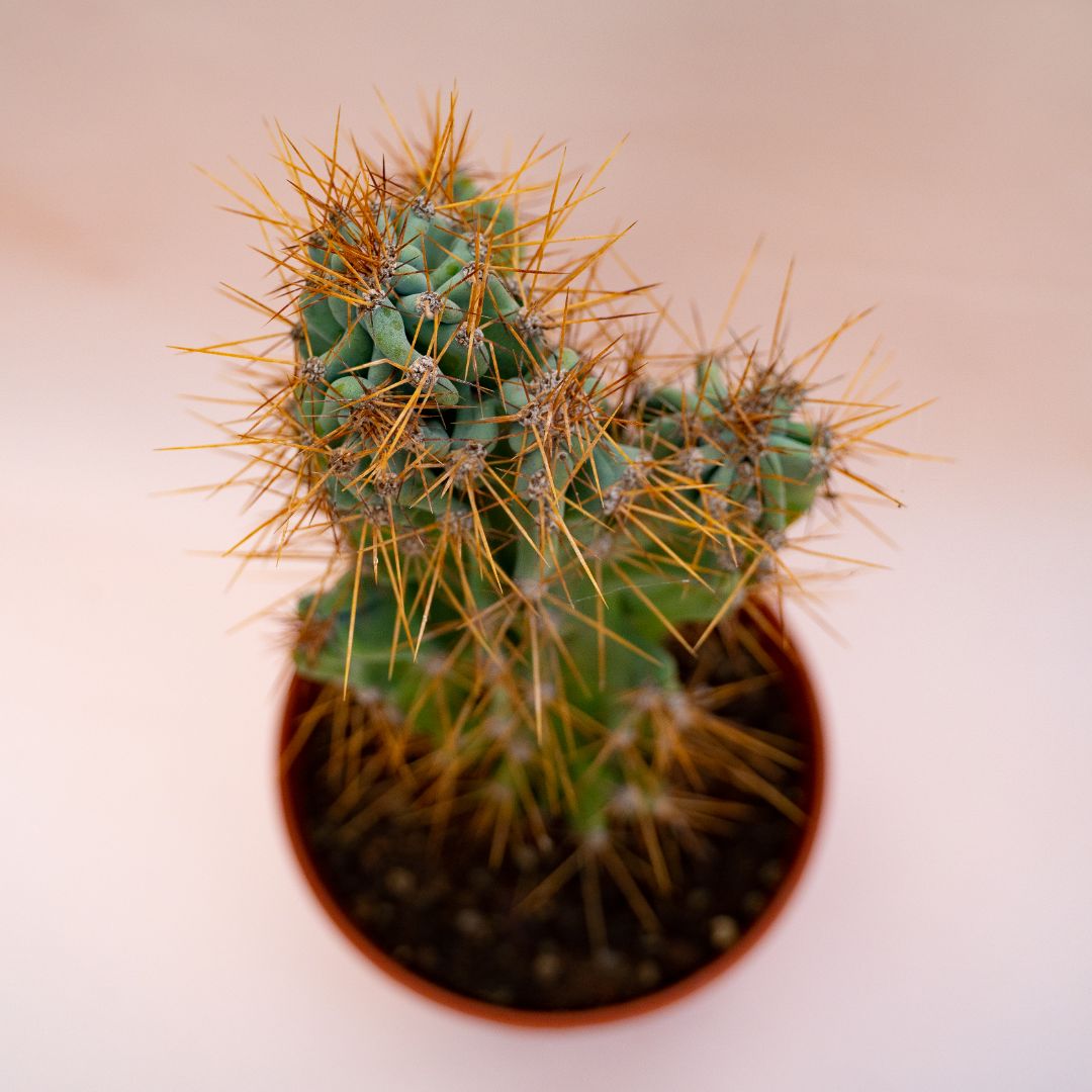 Cereus jamacaru mostruoso Ø 22 cm 701F