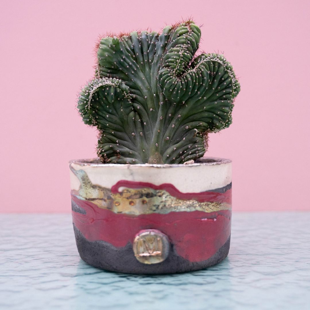 Cereus peruvianus crestato 'Red Coral' 243 Raku
