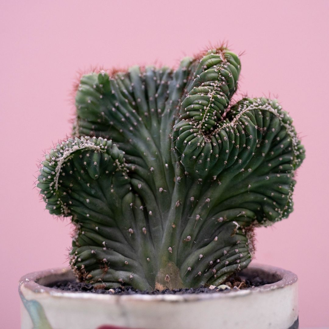 Cereus peruvianus crestato 'Red Coral' 243 Raku