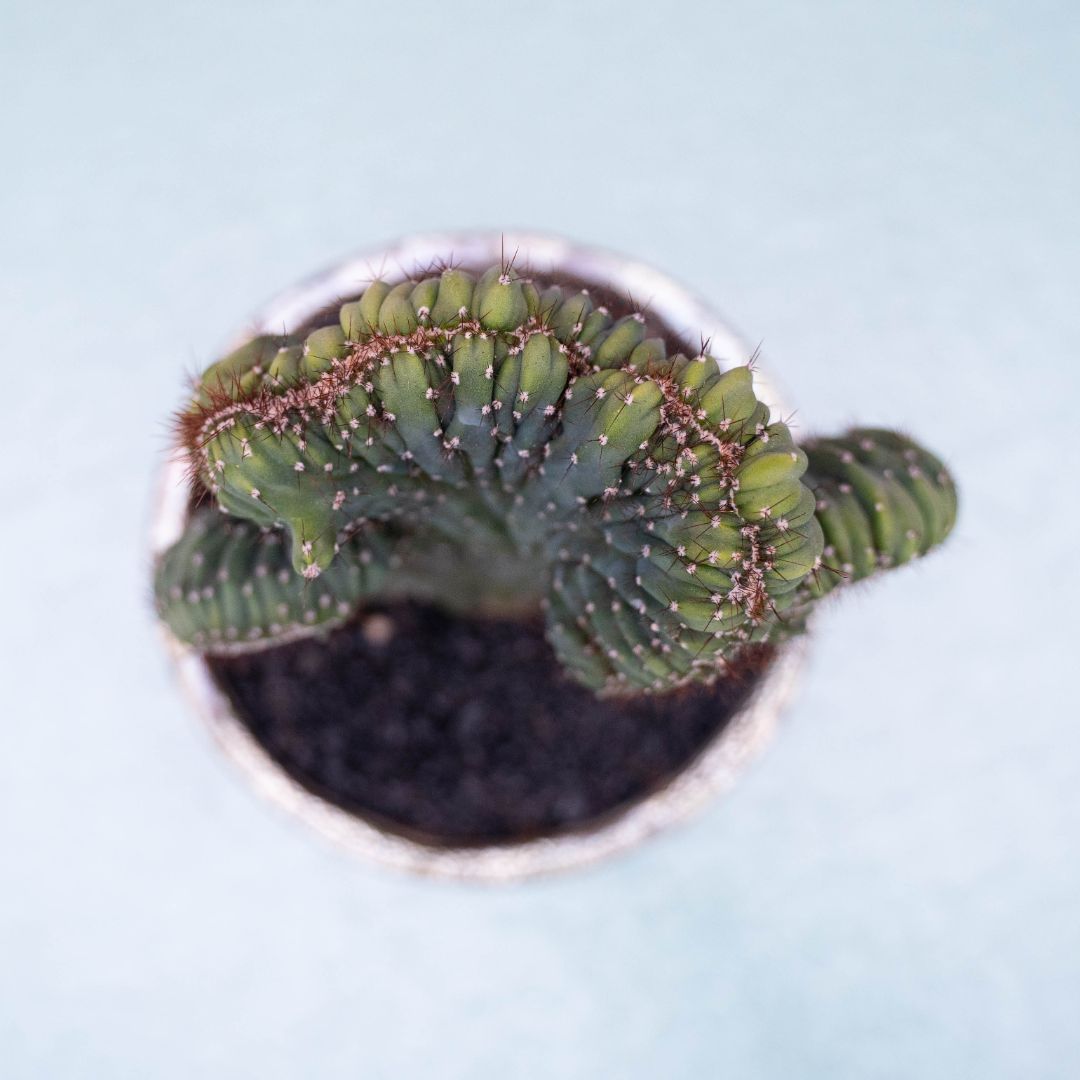 Cereus peruvianus crestato 'Red Coral' 243 Raku