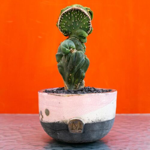 Cereus peruvianus Red Coral