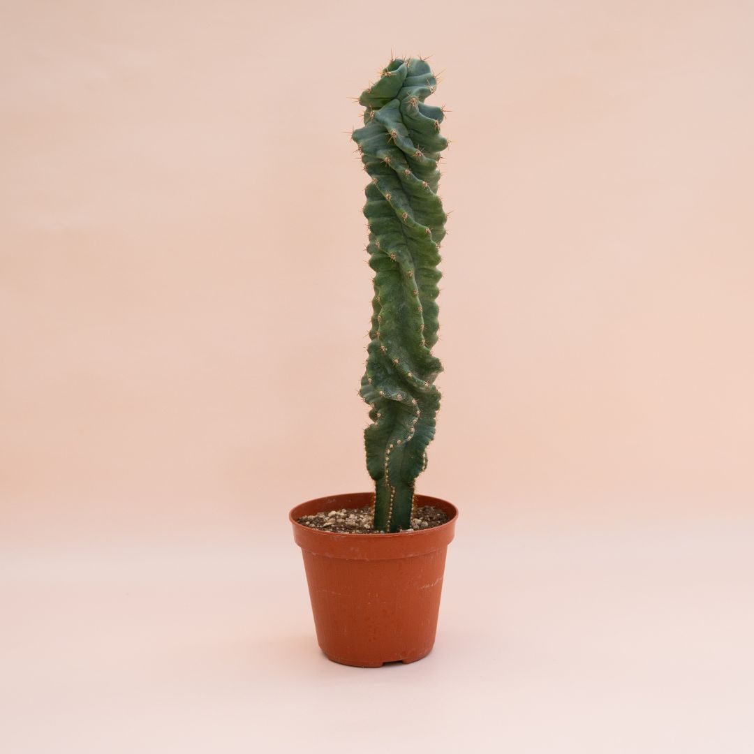 Cereus peruviano spiralis vaso Ø 14 cm