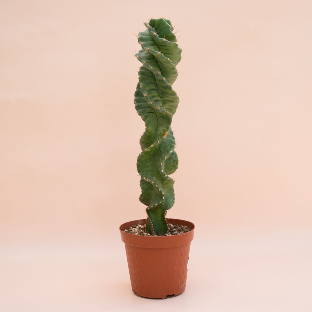 Cereus peruviano spiralis vaso Ø 14 cm