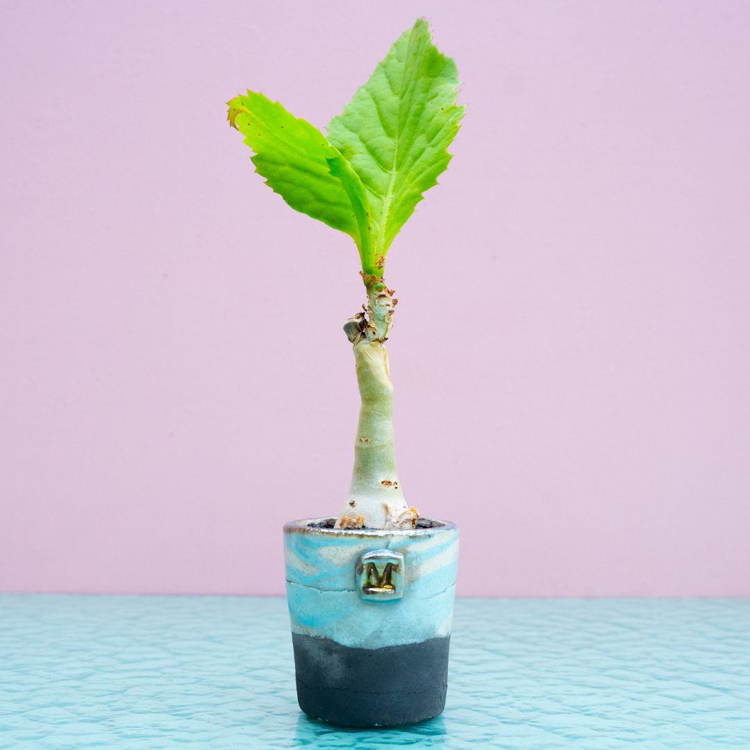 Cyphostemma juttae (Cissus juttae) 280 Raku