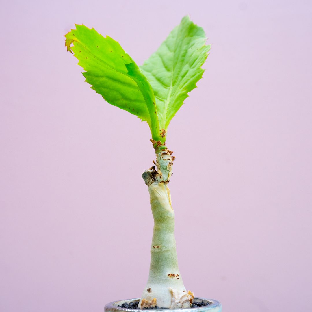 Cyphostemma juttae (Cissus juttae) 280 Raku