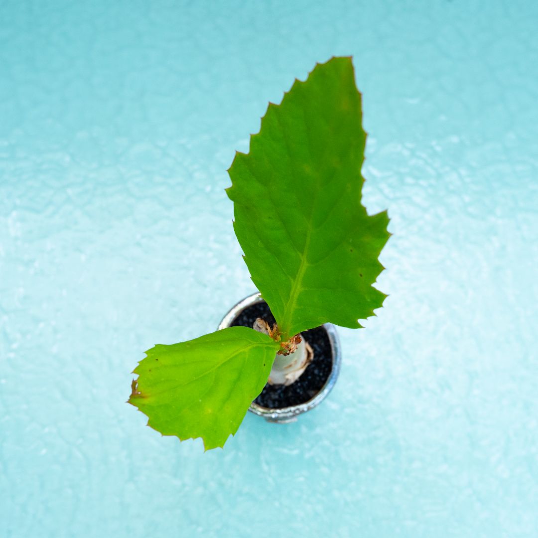 Cyphostemma juttae (Cissus juttae) 280 Raku