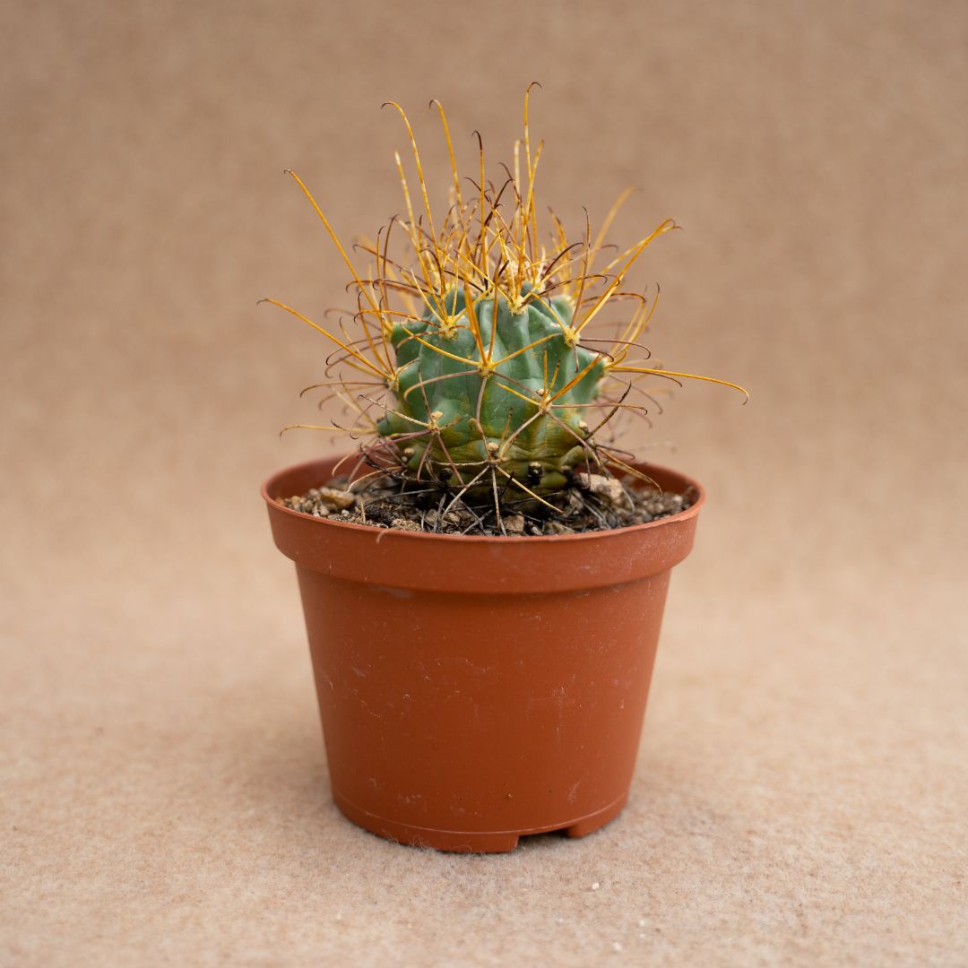 Clandulicactus uncinatus Ø10,5 cm