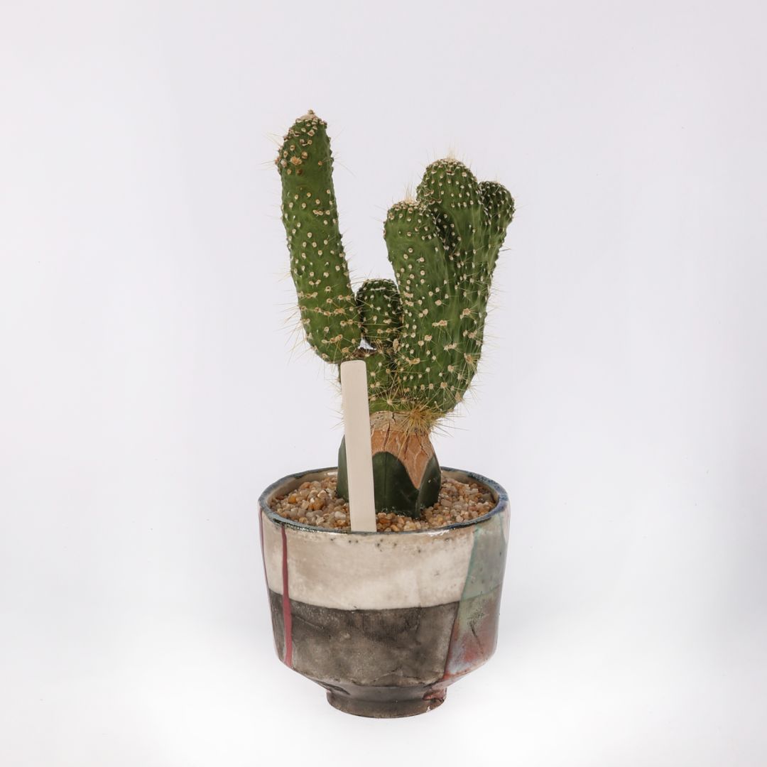 Cleistocactus jujuyensis mostruoso