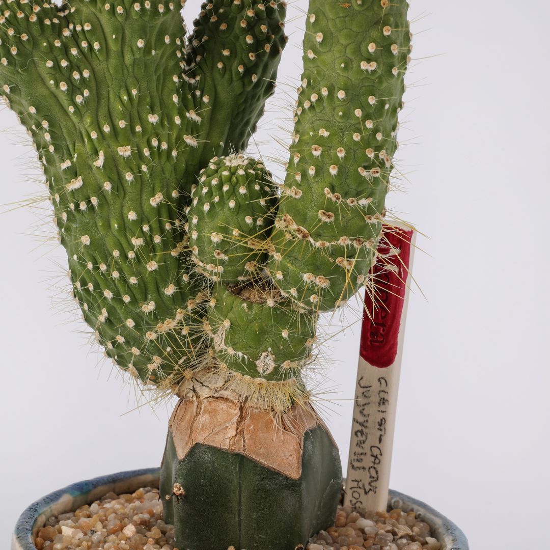 Cleistocactus jujuyensis mostruoso