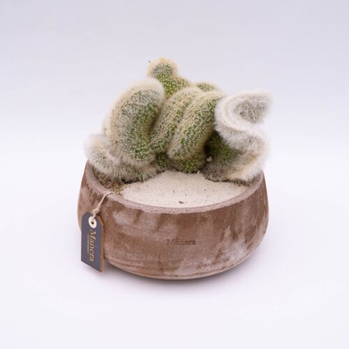 Cleistocactus strausii crestato Linea Manera Choco 1299