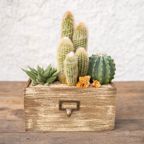 Composizione Cactus & Haworthia – Componi la tua mania