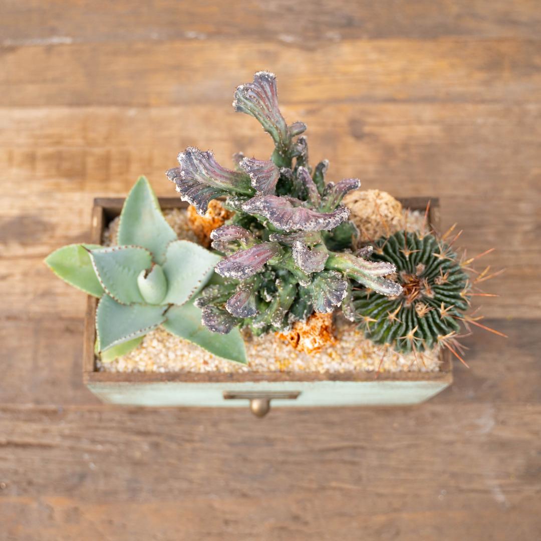 Composizione Cactus Mix - Componi la tua mania