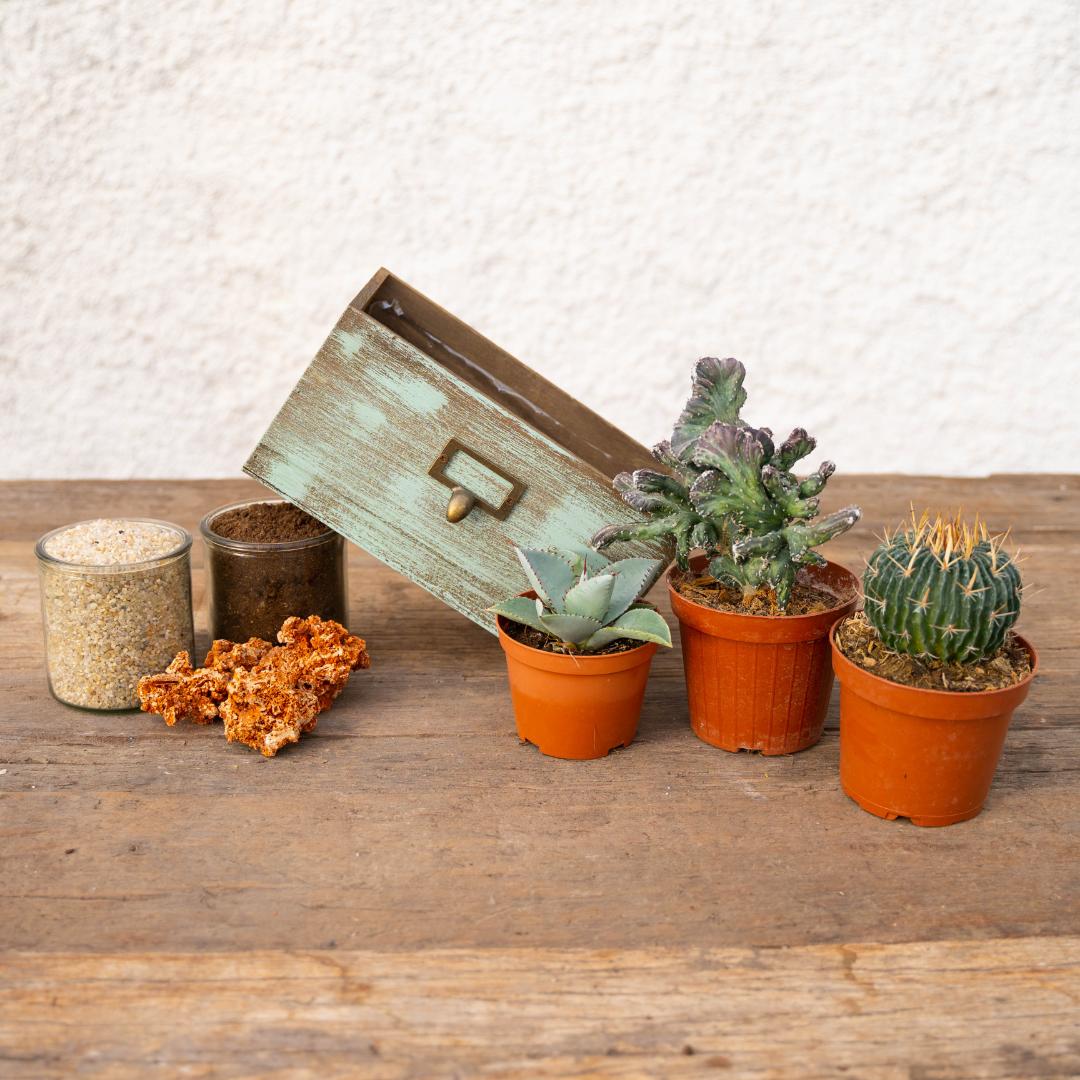 Composizione Cactus Mix - Componi la tua mania