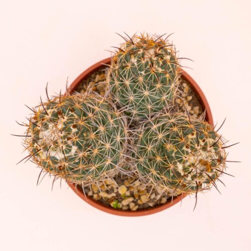 Coryphantha reduncispina Ø 16 cm