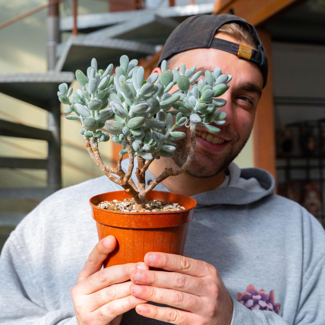 Cotyledon orbiculata Oophylla Ø 14 cm