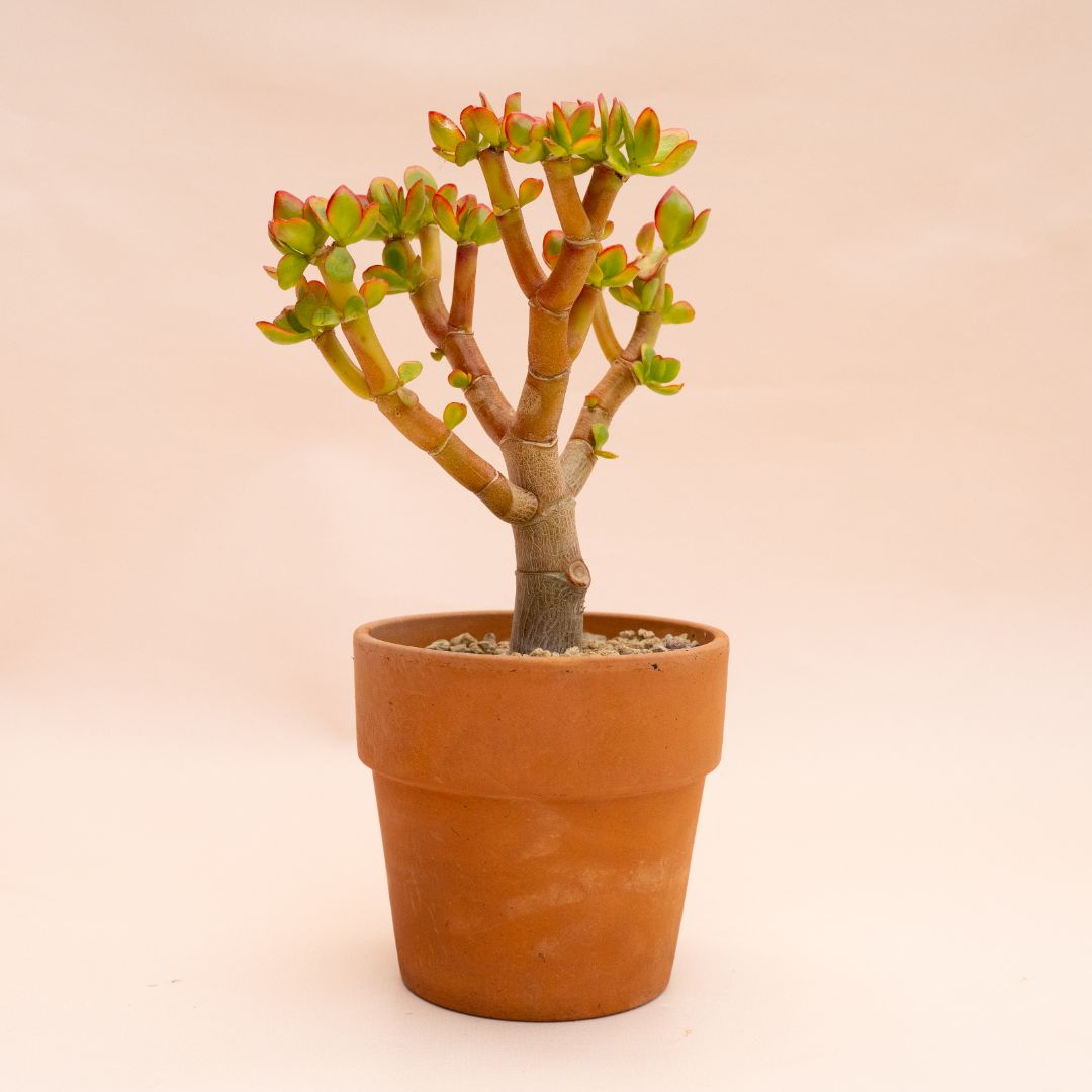Crassula portulacea tricolor Ø 13 cm 824F
