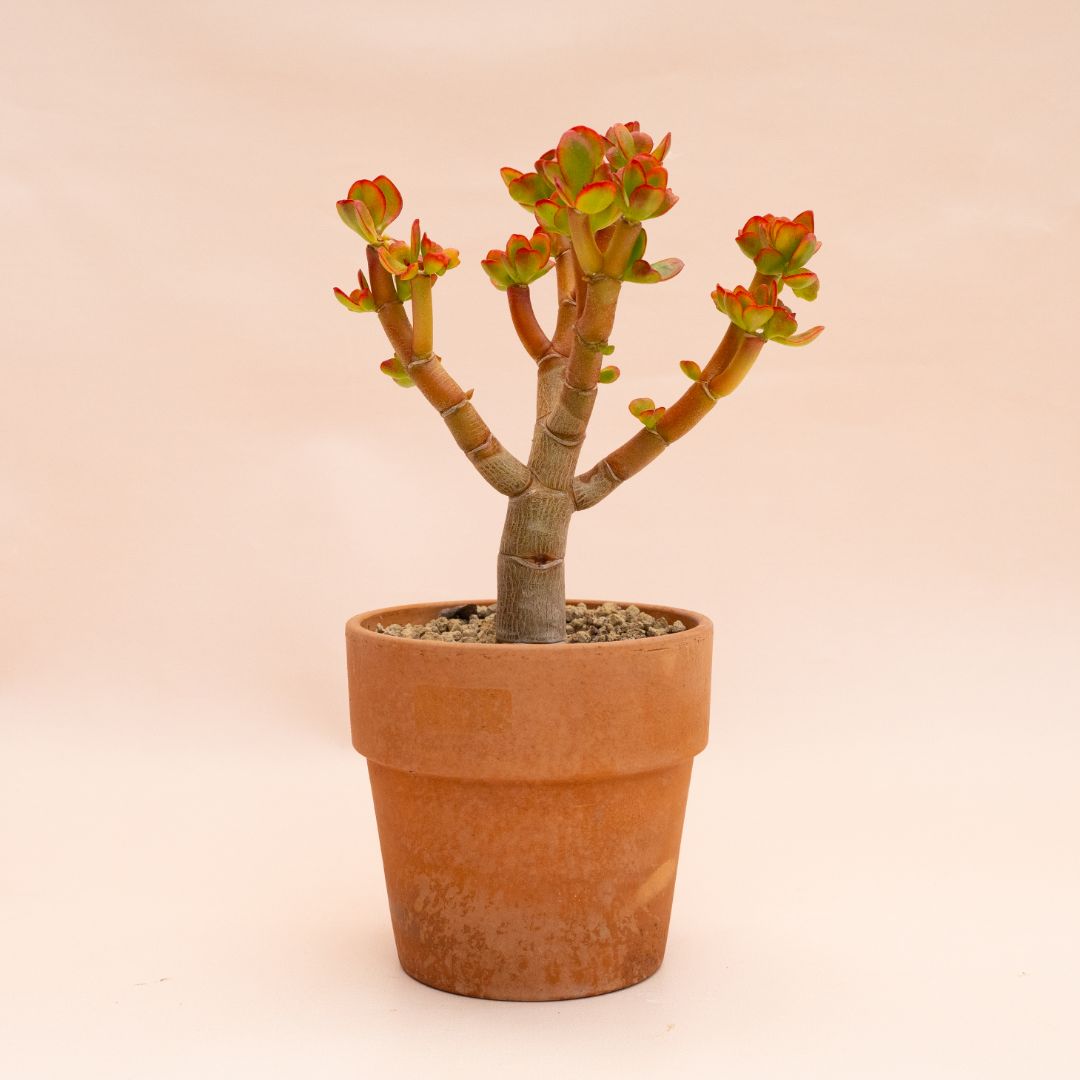 Crassula portulacea tricolor Ø 13 cm 824F