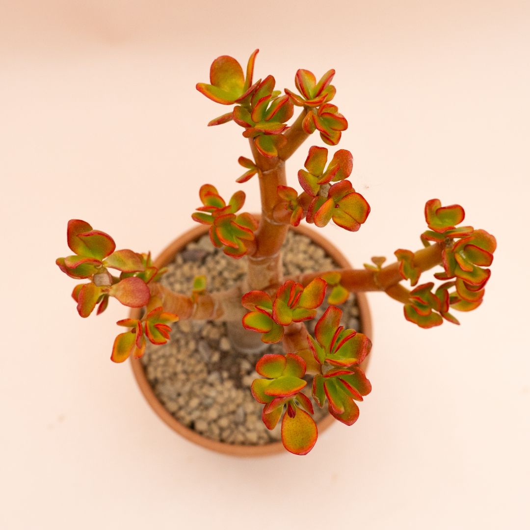 Crassula portulacea tricolor Ø 13 cm 824F