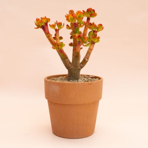 Crassula portulacea tricolor Ø 13 cm 825F