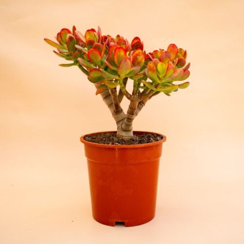 Crassula portulacea tricolor Ø 17 cm 653F