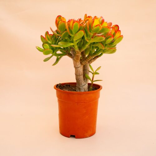 Crassula portulacea tricolor Ø 17 cm 654F