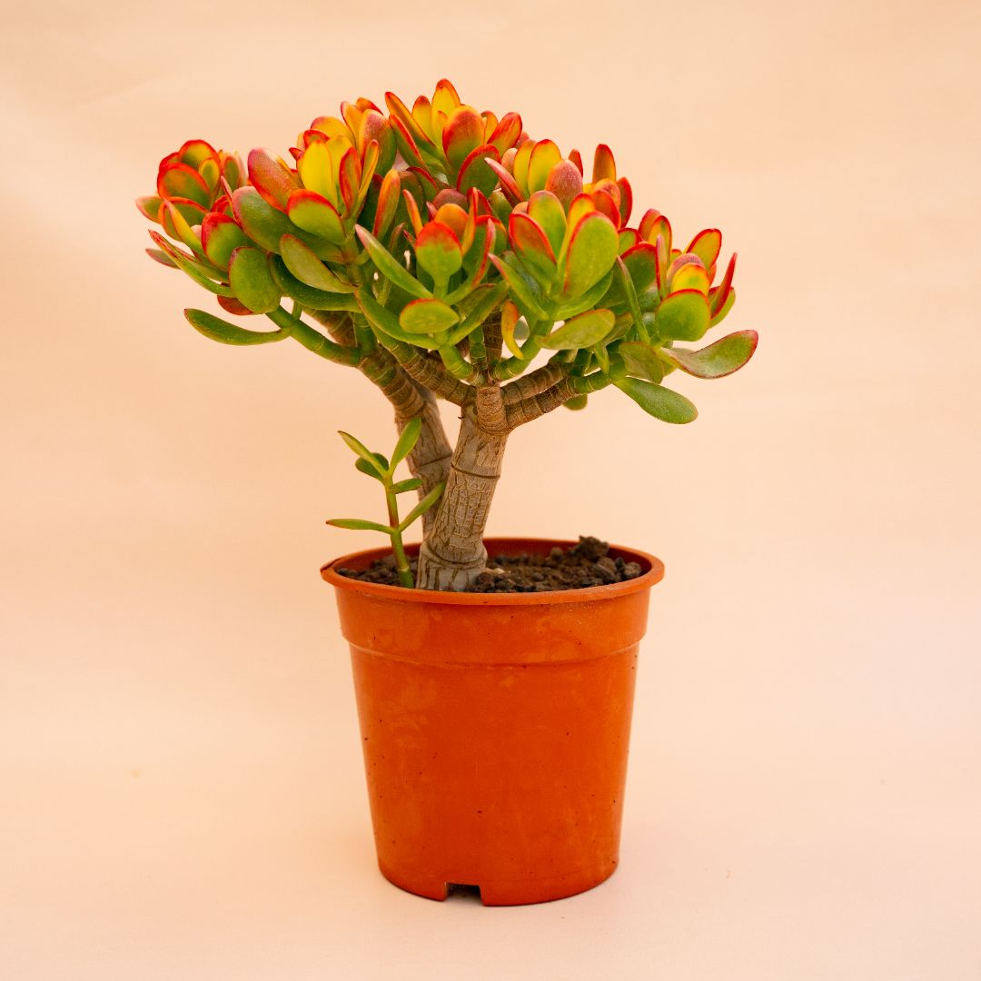 Crassula portulacea tricolor Ø 17 cm 654F