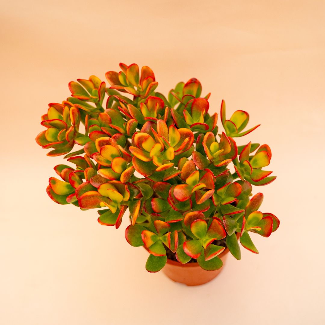 Crassula portulacea tricolor Ø 17 cm 654F